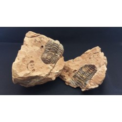 Trilobite Doble